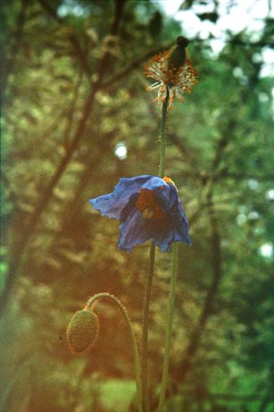 Meconopsis quintuplinervia 