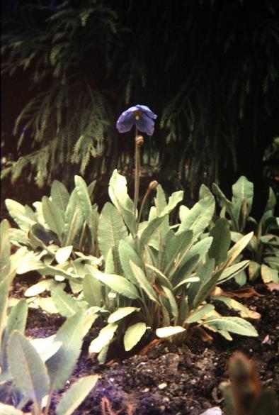 Meconopsis quintuplinervia 