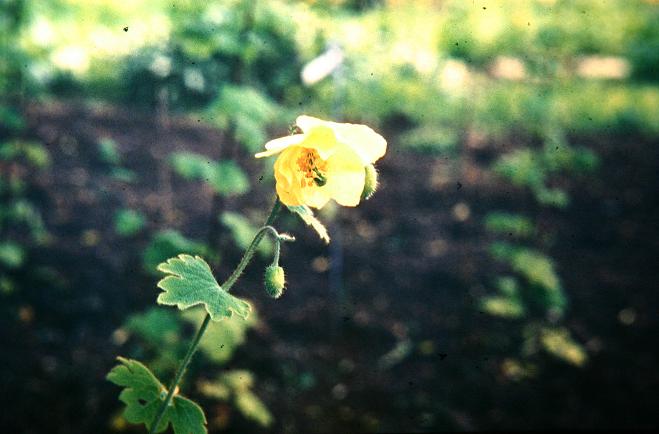 Meconopsis villosa 