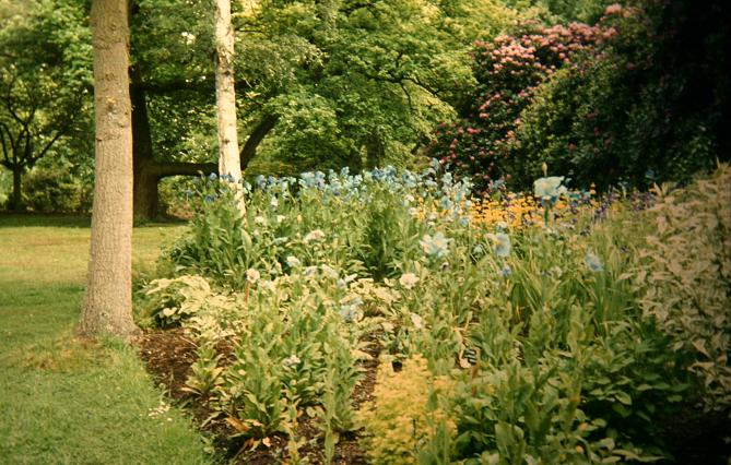 Meconopsis x sheldonii 