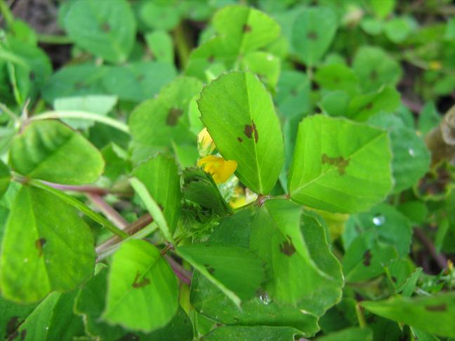 Medicago lupulina 