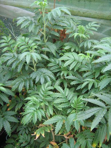 Melianthus comosus 