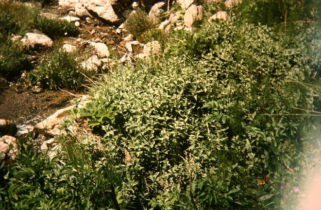 Mentha longifolia 