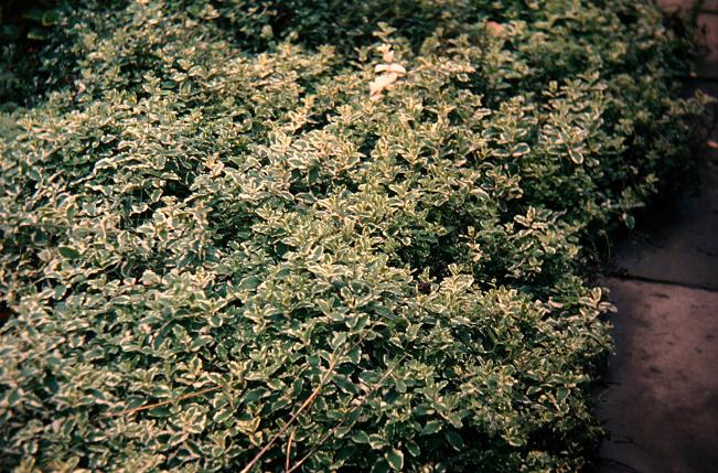 Mentha rotundifolia 'Variegata' 
