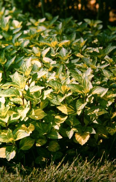 Mentha x gentilis 'Variegata' 