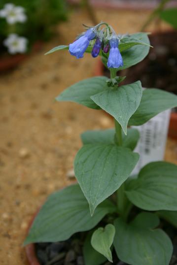 Mertensis pterocarpa var yezoensis 