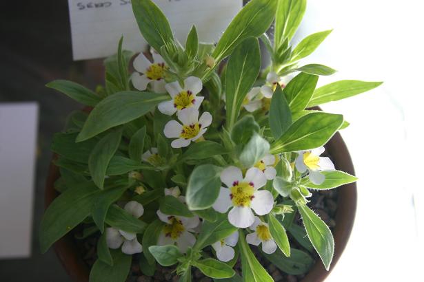 Mimulus rupicola 