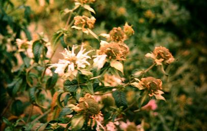 Monarda didyma 