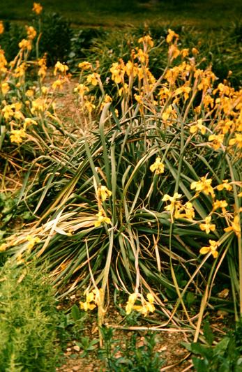 Moraea spathulata 