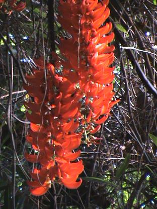 Mucuna bennettii 