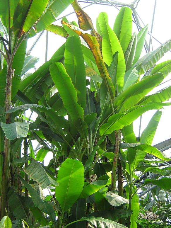 Musa acuminata banksii 