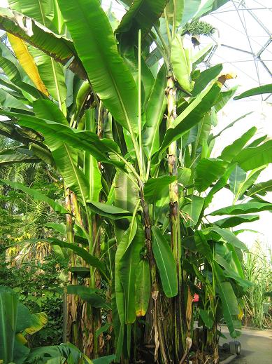 Musa acuminata banksii 