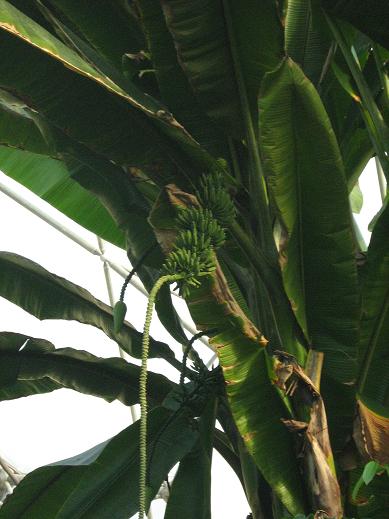 Musa acuminata banksii 