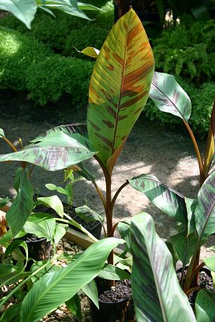 Musa acuminata zebrina 'Koba Dwarf' 