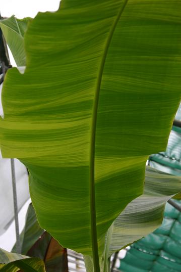 Musa basjoo sakhalinensis Variegated 