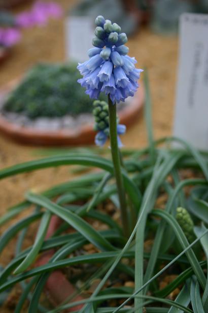 Muscari chalusicum 