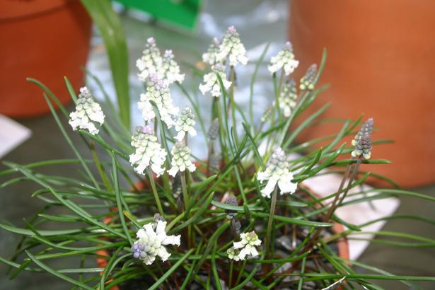 Muscari macbeathianum 