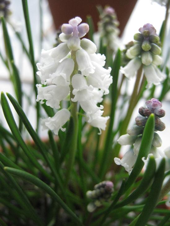 Muscari macbeathianum 