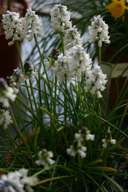 Muscari macbeathianum 