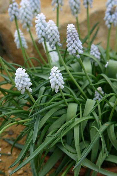 Muscari neglectum 'Baby's Breath' 