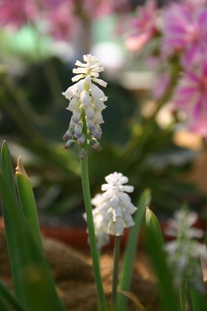 Muscari pallens 