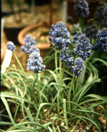 Muscari 'Peacock' 