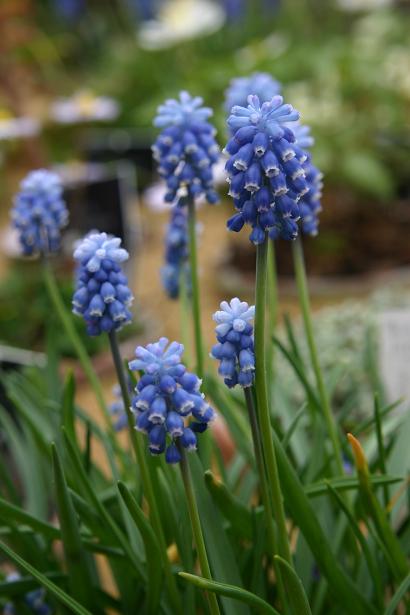 Muscari polyanthemum 