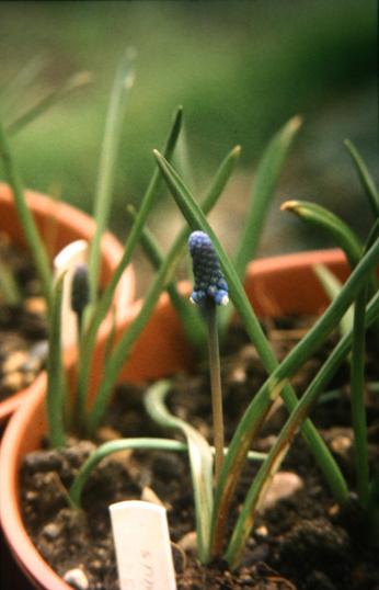 Muscari tubergeniana 