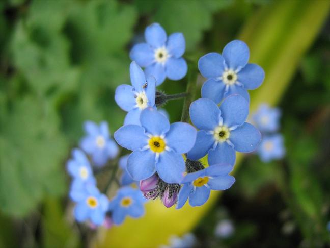 Myosotis arvensis 