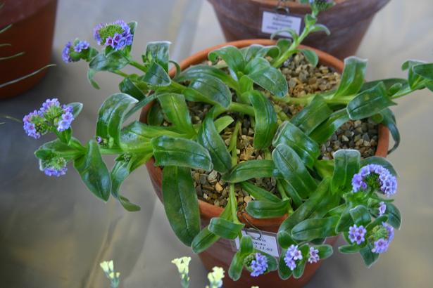 Myosotis capitata 