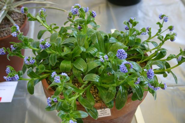 Myosotis capitata 