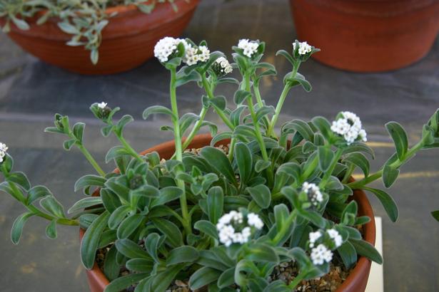 Myosotis traversii 