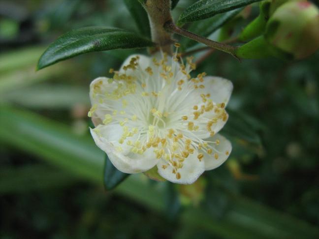 Myrtus communis ssp. tarentina 