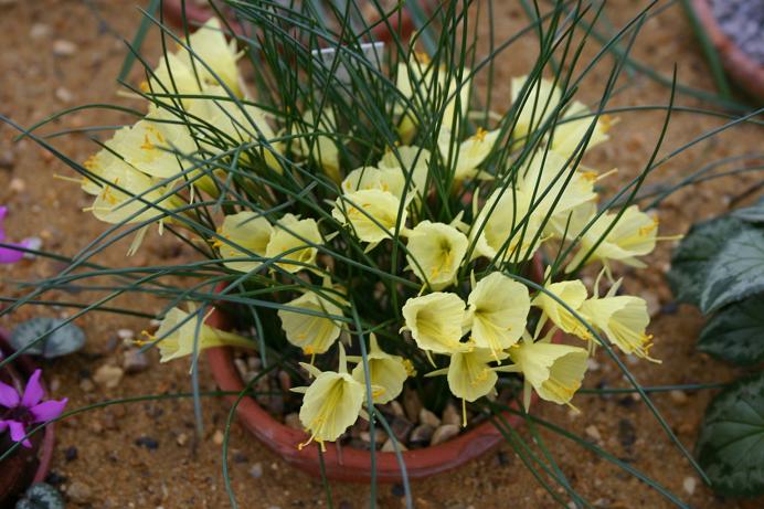 Narcissus bulbocodium ssp. praecox v. paucinervis 