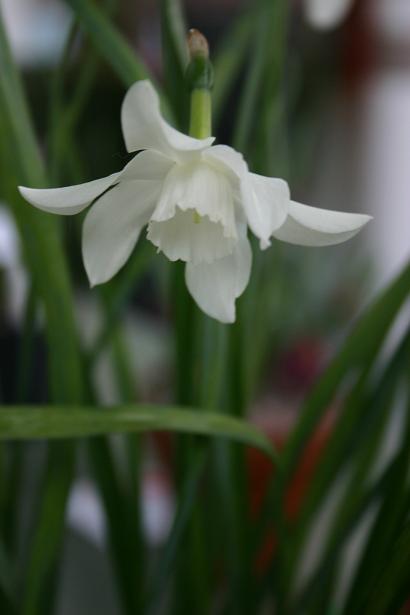 Narcissus 'Agnes Harvey' 