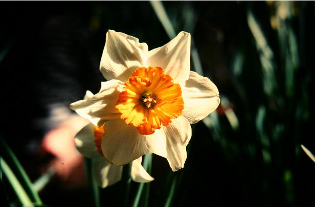 Narcissus 'Amor' 