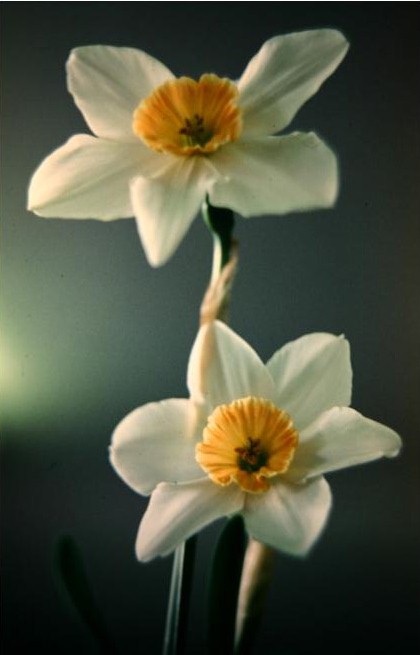 Narcissus 'Blarney' 
