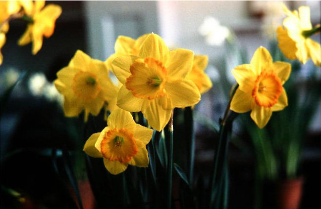 Narcissus 'Border Legend' 