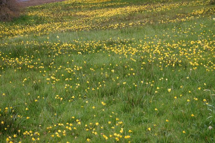 Narcissus bulbocodium 