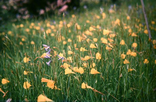 Narcissus bulbocodium 