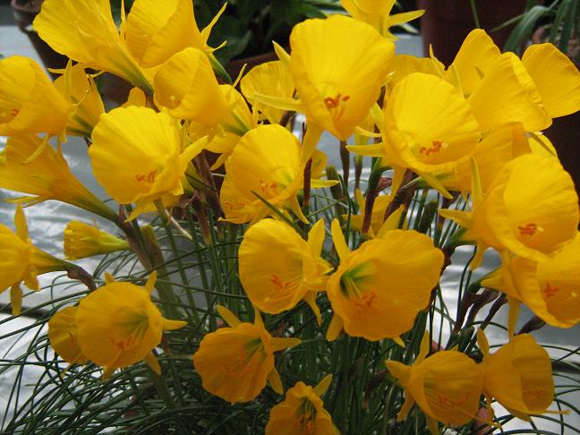 Narcissus bulbocodium 