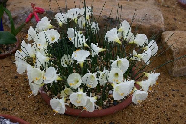Narcissus cantabricus ssp. cantabricus var. kesticus 