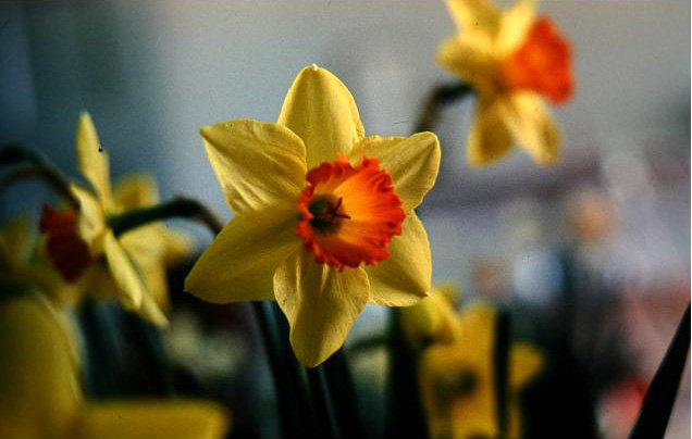 Narcissus 'Ceylon' 