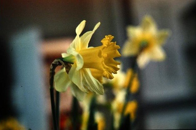 Narcissus 'Duke of Bedford' 