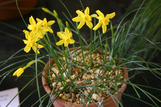 Narcissus jonquilla var. henriquesii 