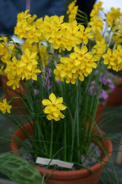 Narcissus jonquilla var. henriquesii 