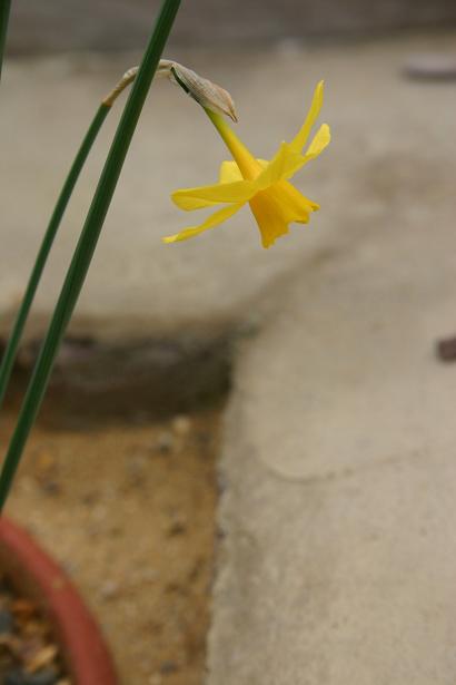 Narcissus jonquilla var minor 