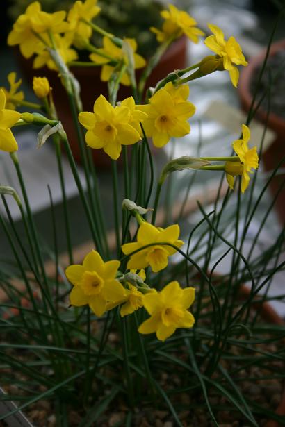 Narcissus jonquilla var minor 