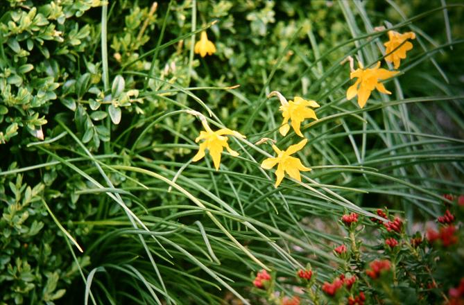 Narcissus juncifolius 