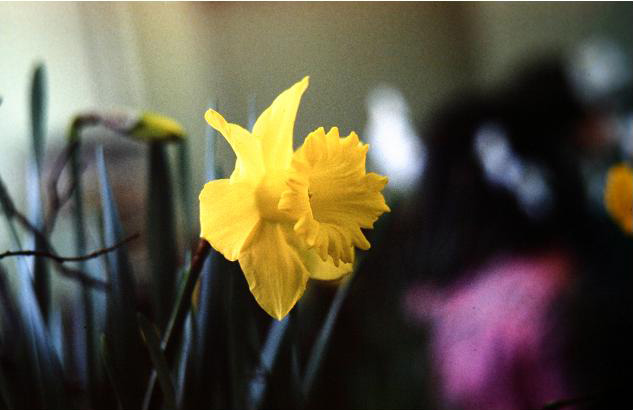 Narcissus 'King Alfred' 